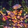 Autumn Falls ＜4＞