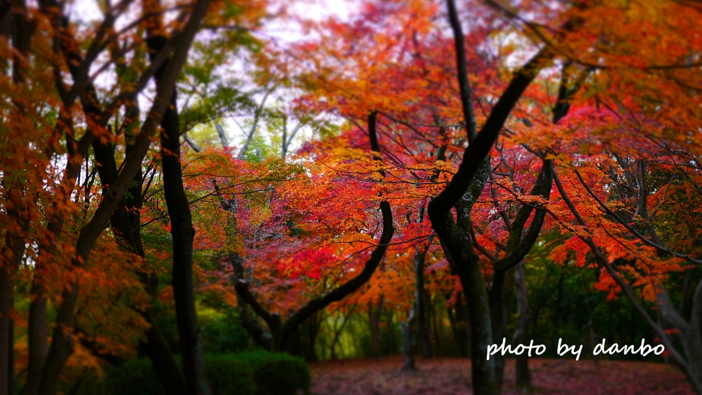 夢見の紅葉 (2)
