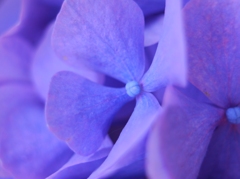 紫陽花