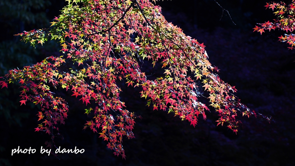 紅葉錦 ＜7＞
