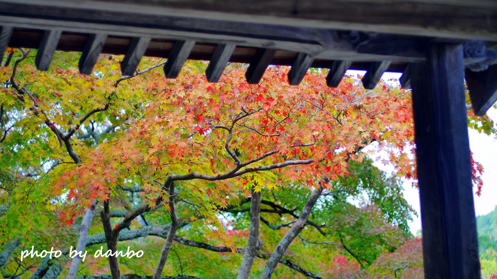 山門と紅葉 ＜11＞