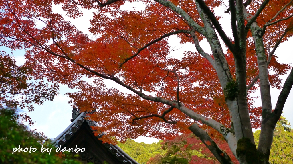 山門と紅葉 ＜10＞