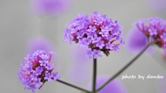 Spring Purple ＜10-1＞