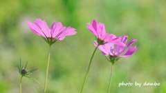 夏桜 ＜3＞