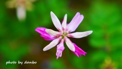 春の田んぼで咲いている花 ＜11＞