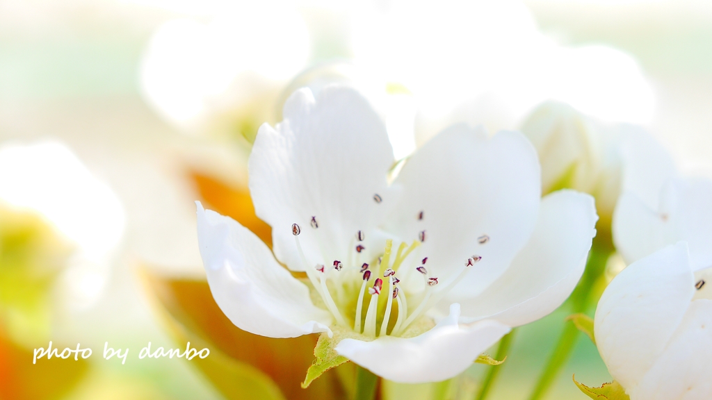 博愛の花 ＜3＞