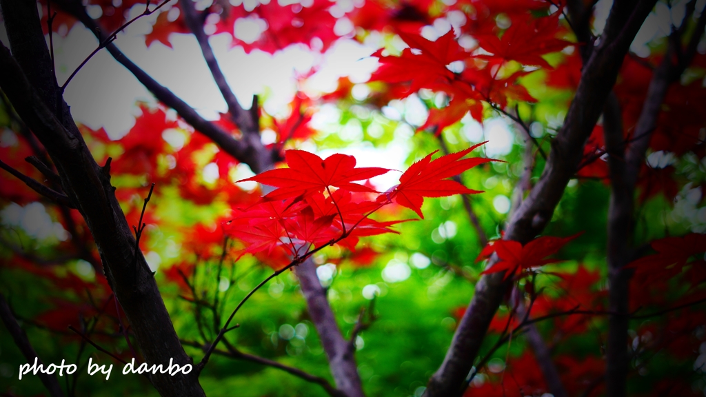 春紅葉 ＜2＞