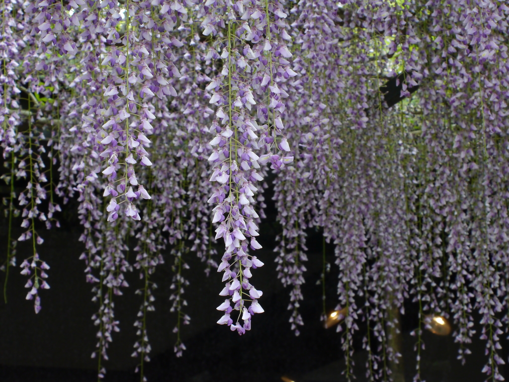 藤の花３