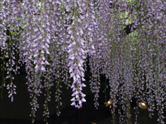 藤の花３