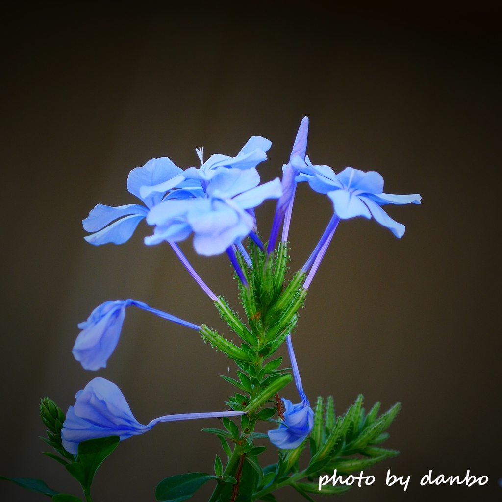 sky blue で暑中見舞い＜2＞