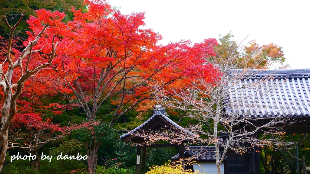 山門と紅葉 ＜12＞