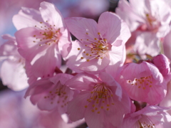 ピンクの桜３