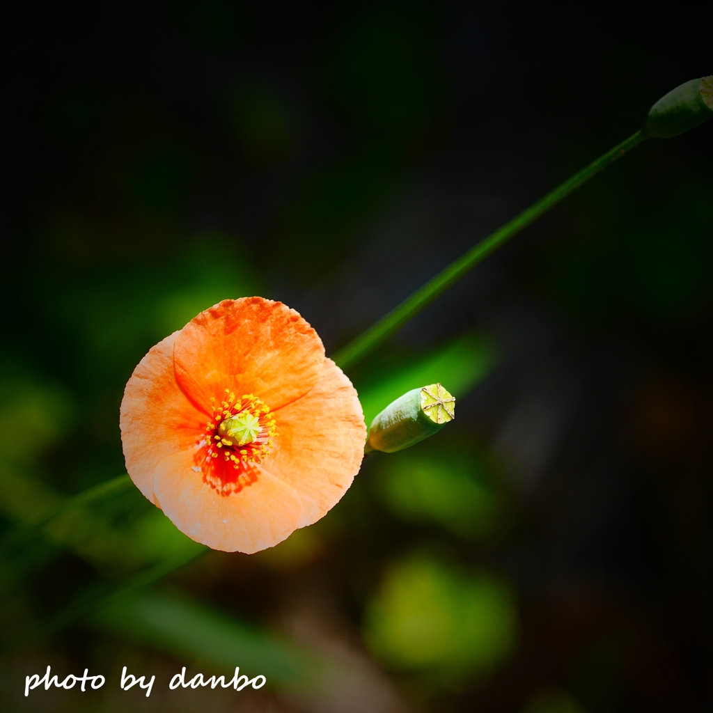 繁栄の花 ＜7＞