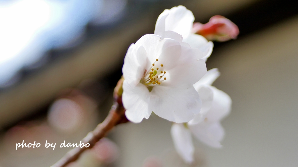 桜咲く！ ＜1＞