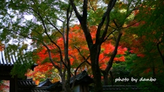 山門と紅葉 ＜1＞