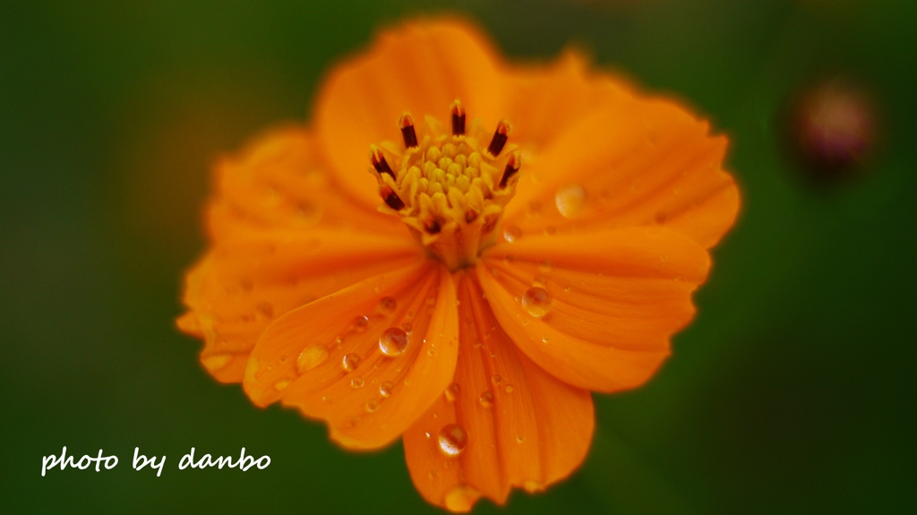 午後・雨・キバナ ＜1＞