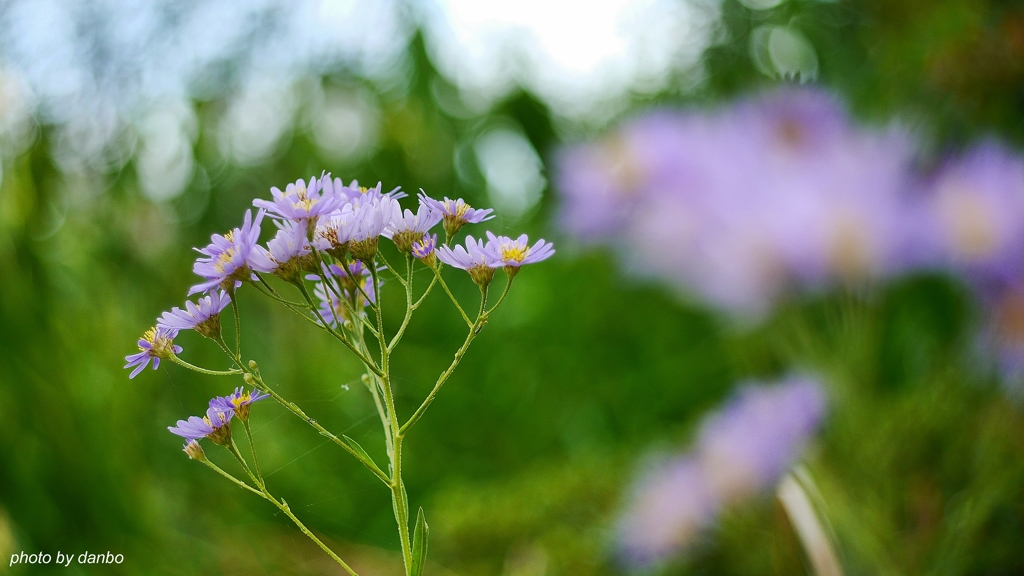 荒野の紫苑色