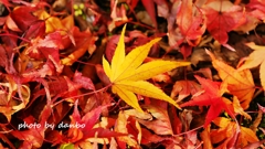 Fallen leaves ＜9＞ 「目立ちたがり屋」