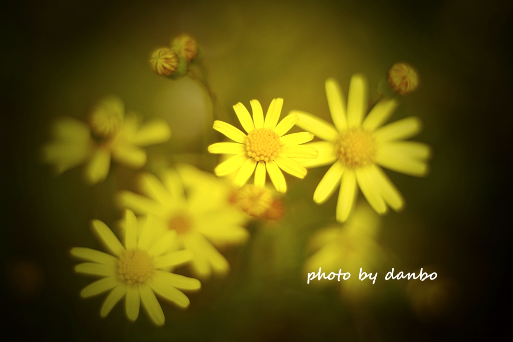 名前知れずの黄色い花 (1)