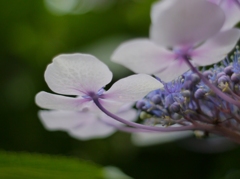 紫陽花