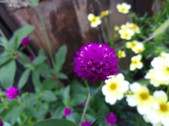 IMGP0696