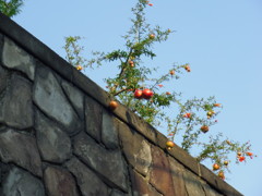 IMGP0758