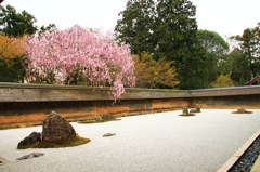 名庭＜龍安寺・石庭＞