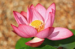 華やか
