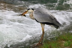 受難の鳥たち