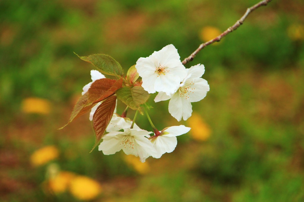 香り高い御室桜