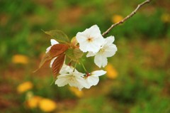 香り高い御室桜