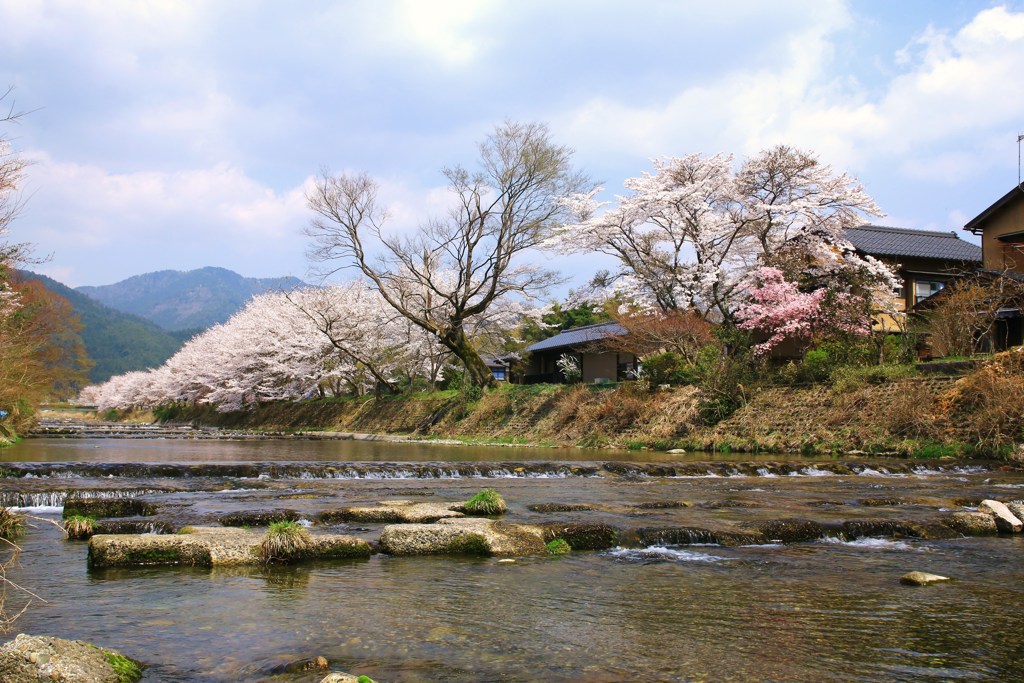 大原高野川桜堤②