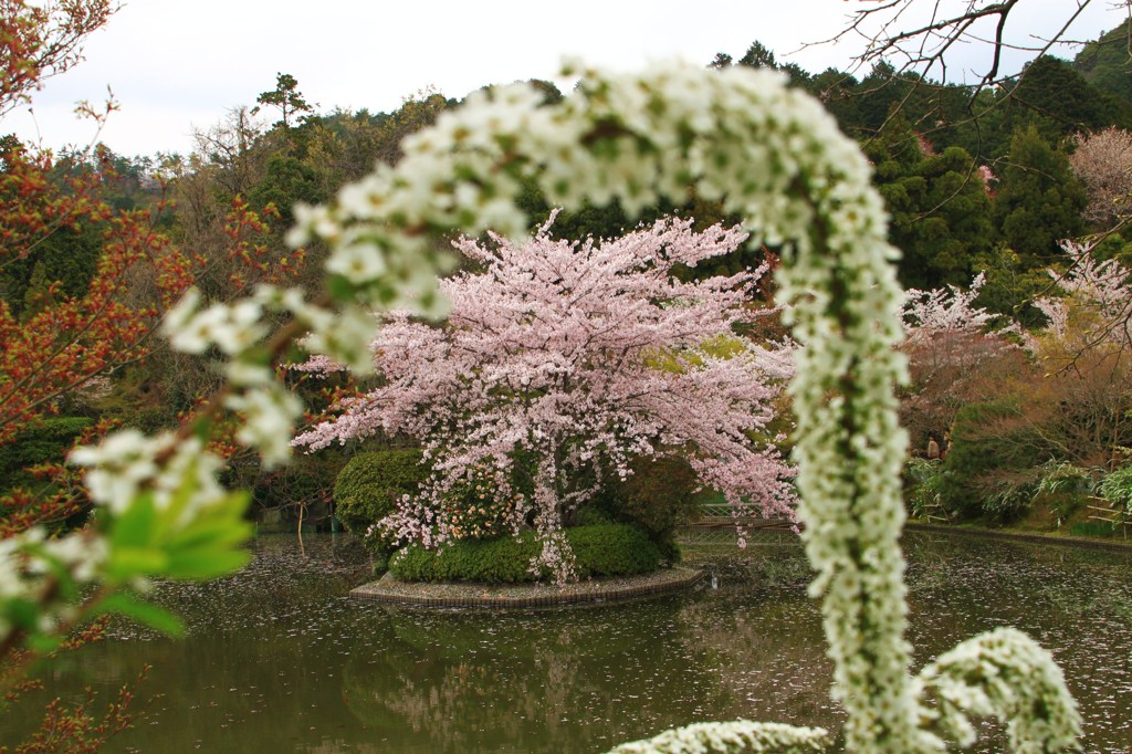 覗き見る桜