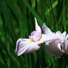 花菖蒲②