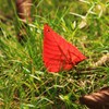 紅一葉