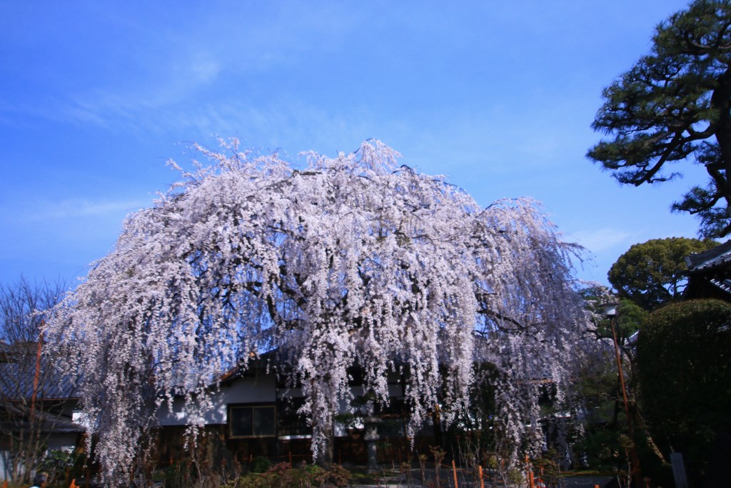 本満寺の糸桜
