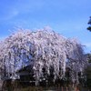 本満寺の糸桜