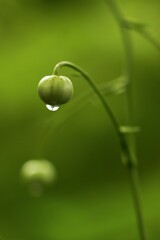 森の妖精の目覚めは何時？