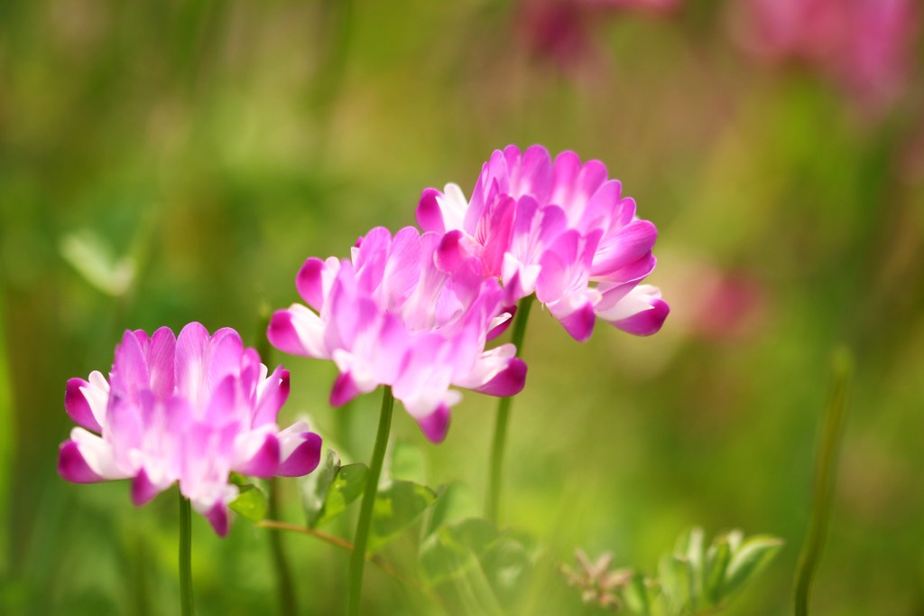 三連華
