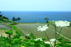 緑の千枚田