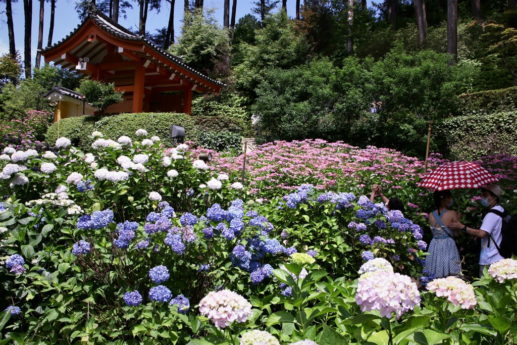 紫陽花園にて②