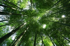 深緑の宴