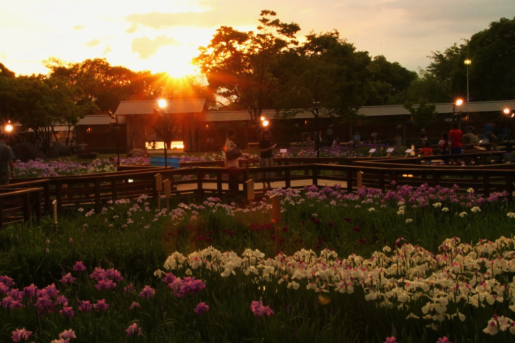 花しょうぶ園の夕暮れ