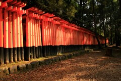 朝日に輝く千本鳥居