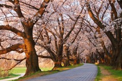 朝陽に映える桜トンネル