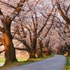 朝陽に映える桜トンネル