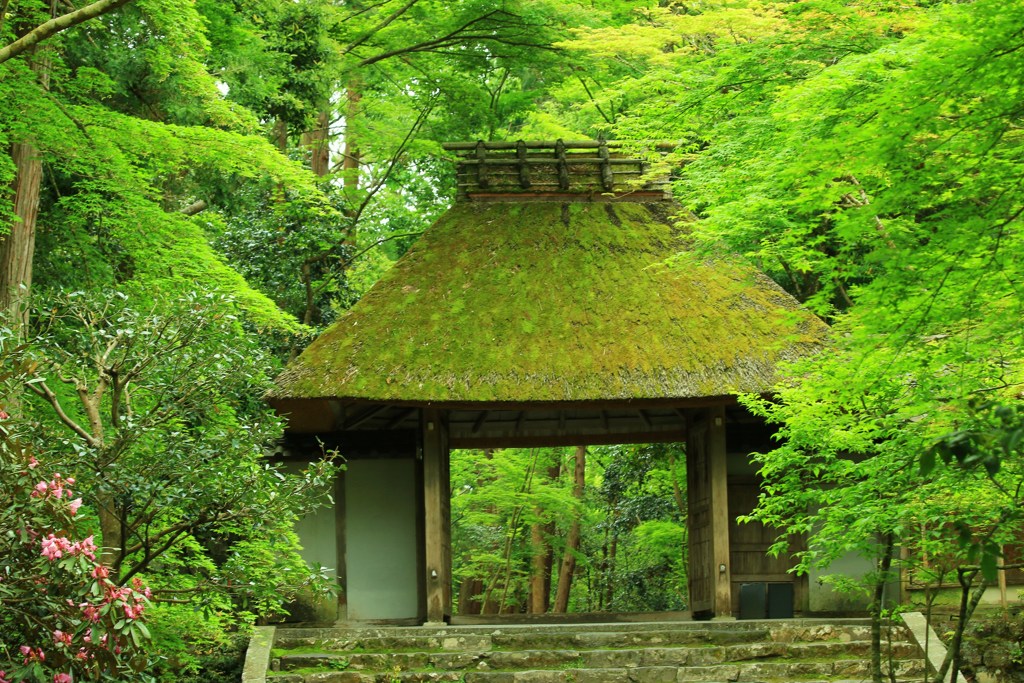 緑の山門