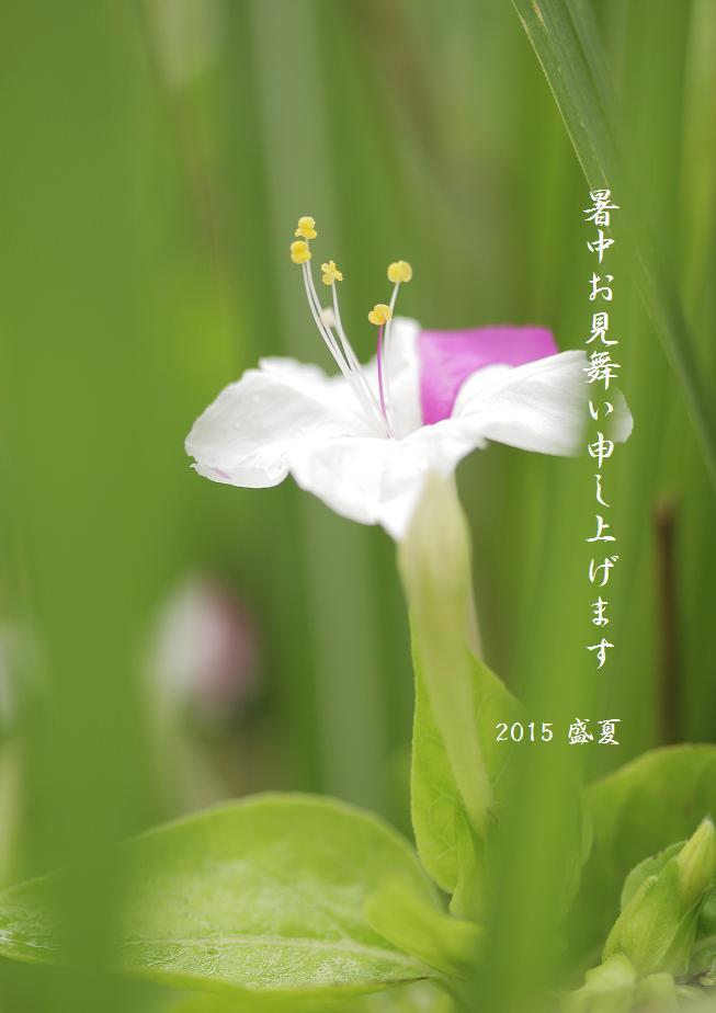 紅化粧(暑中お見舞い申し上げます)
