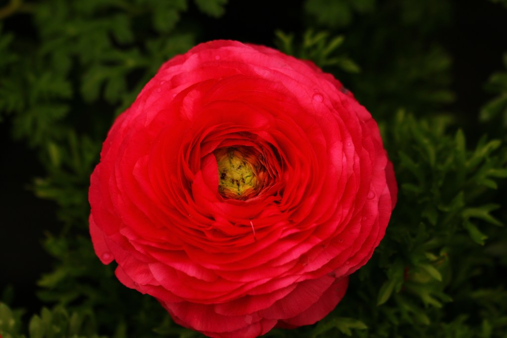 春の花◇ラナンキュラス◇