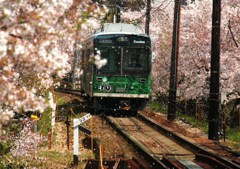 桜吹雪